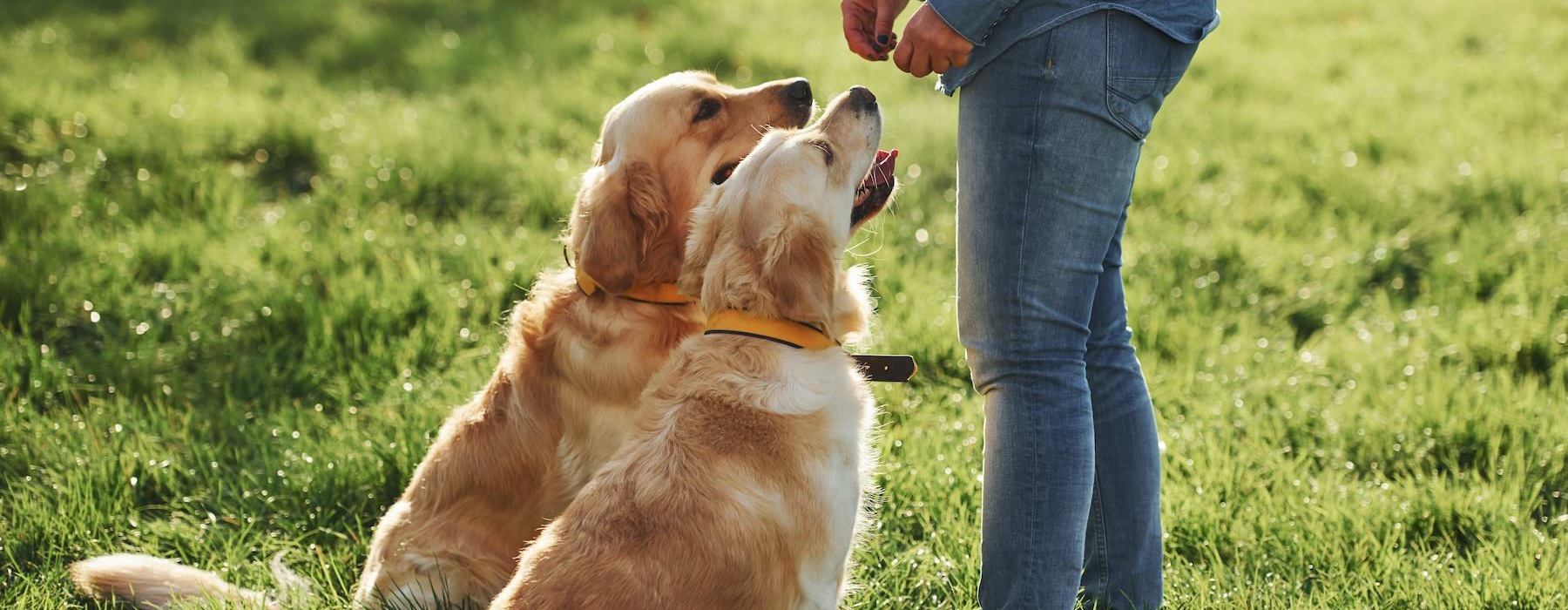 a person and a dog playing in the grass